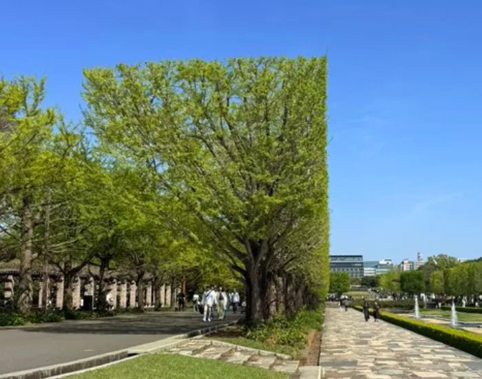 見事な直線に剪定された木々