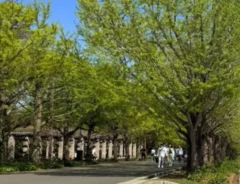公園の木々を撮影した1枚　よくよく見てみると？違和感に「脳がバグった」「合成写真かと」