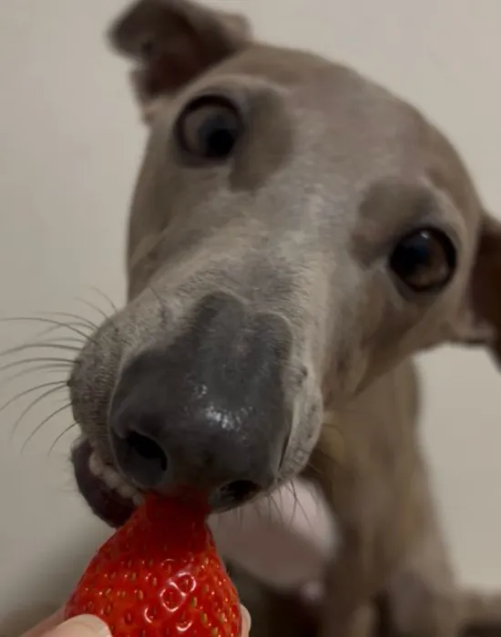 イチゴをかじる犬