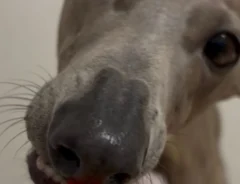 イチゴが大好物のはずなのに…　犬が見せた優しい行動に「なんて賢い子！」「愛を感じる」