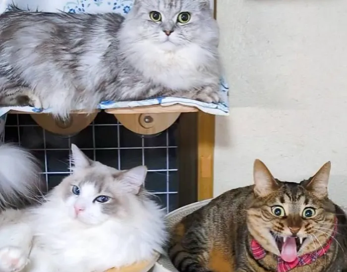 右下で大あくびをする猫