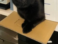 「どうかされました？」　部屋で消えた黒猫を探した結果…「そうじゃないんよ」