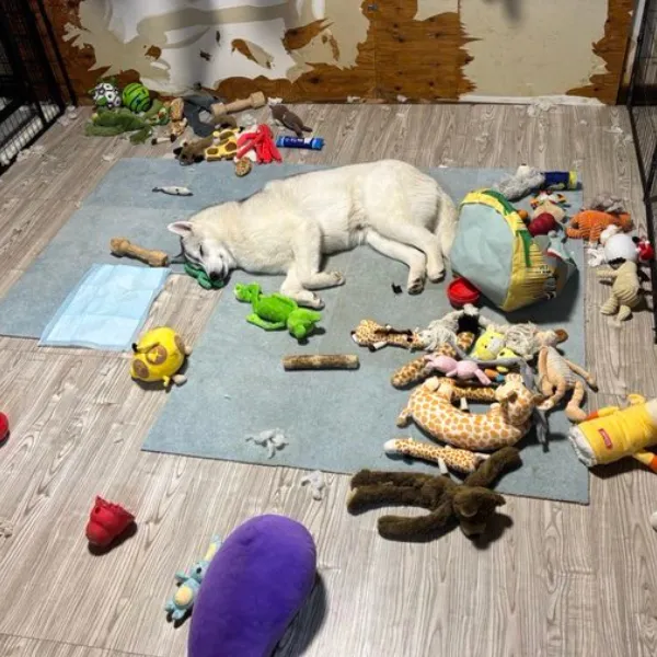 散らかった部屋で寝る犬