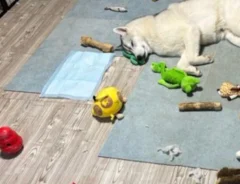 オモチャが散乱する部屋　現場にいた『犯人』の姿に「思わず笑った」「現行犯すぎる」