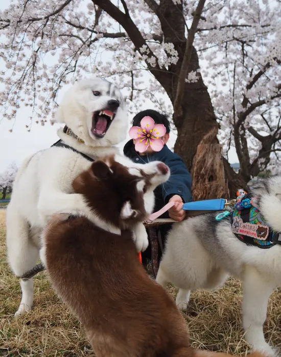 口を開ける犬
