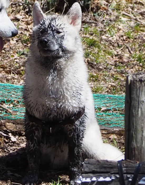 泥まみれになった犬