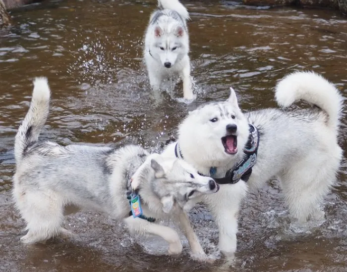 犬がたわむれる様子