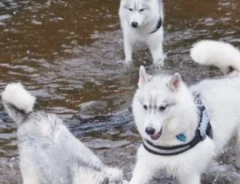 離れて暮らす妹犬と感動の再会　直後の光景に「爆笑した」「顔がツボ」