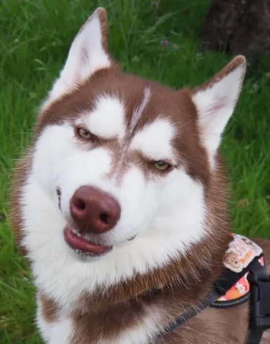 鋭い眼差しを向ける犬