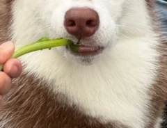 遠くを見つめるハスキーの女の子　その姿に「結婚して！」「全犬種が惚れそう」