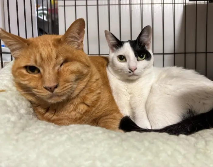 顔の大きさが異なる2匹