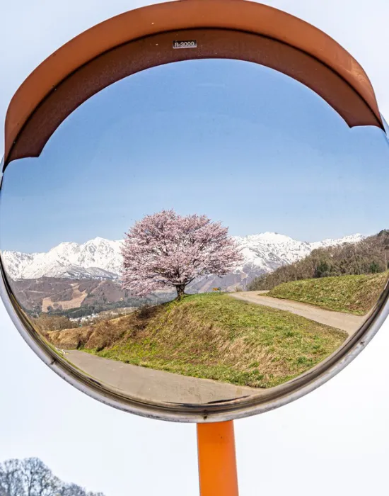 カーブミラーの中の桜