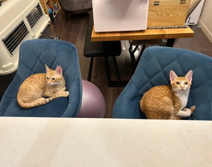 猫2匹のショット