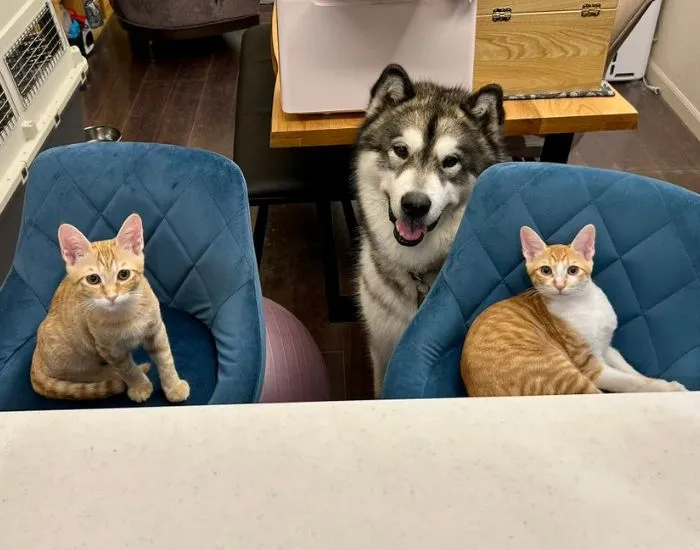 間に犬が入ってきた様子