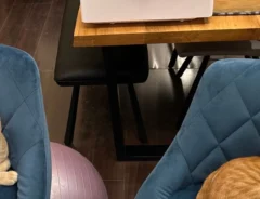 猫2匹の撮影中　ファインダー越しの異変に「伝わってくる」「忘れたとは言わせない」