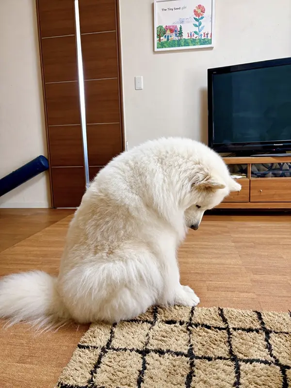ションボリするサモエドの写真