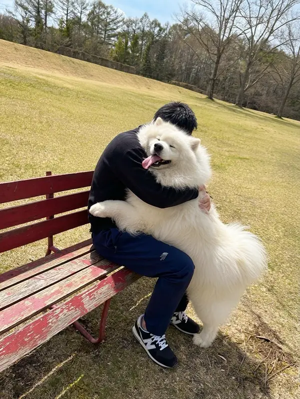 ドッグランではしゃぐサモエドの写真