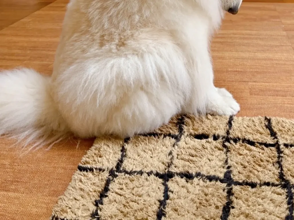 ションボリするサモエドの写真