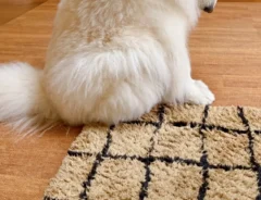 ションボリするサモエドの写真
