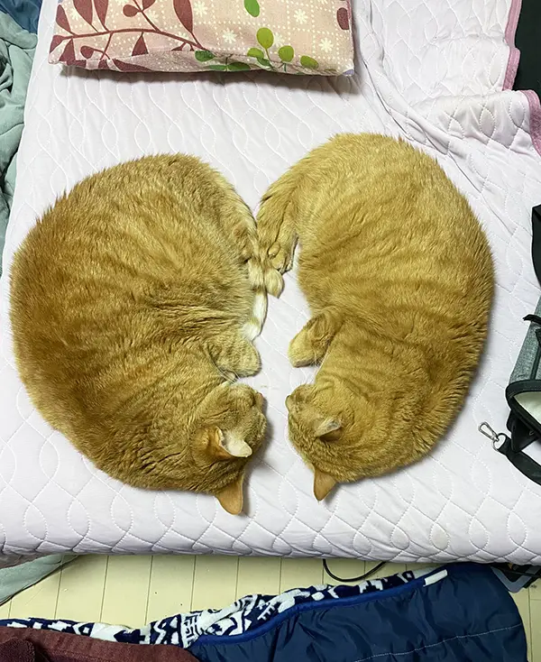 寄り添って寝る猫の写真
