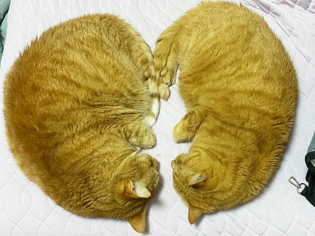 寄り添って寝る猫の写真