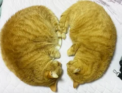 「それにしか見えん」「ごめん、私もそう思った」　『ハートに見える猫』を友人に見せたら、まさかの一言