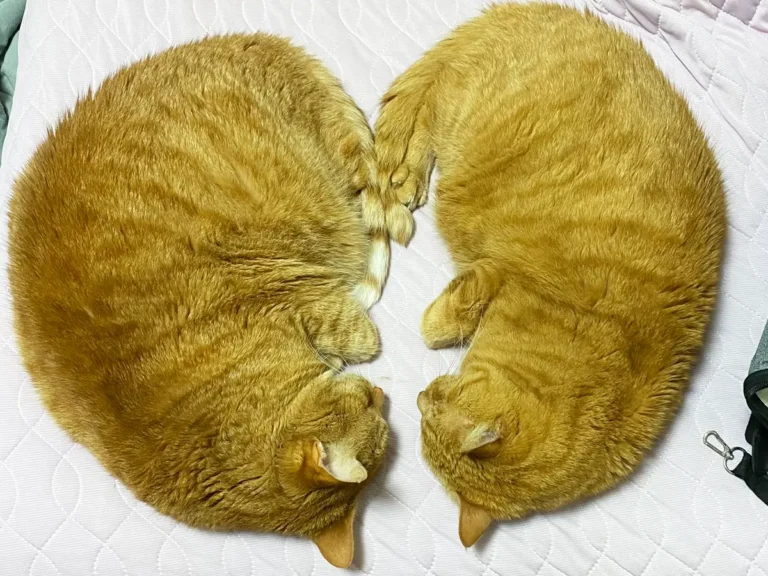 寄り添って寝る猫の写真