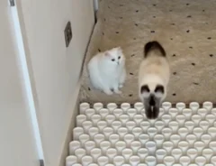 猫と紙コップの写真