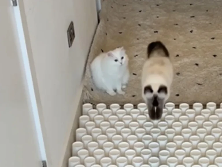 猫と紙コップの写真
