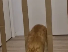 ダンボールの壁と猫の写真