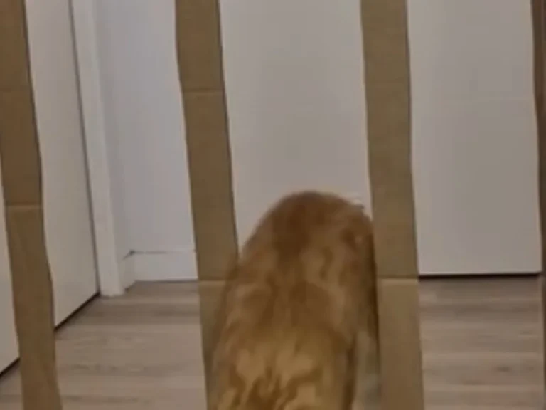 ダンボールの壁と猫の写真