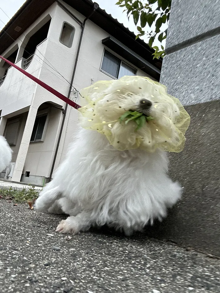 散歩中の犬