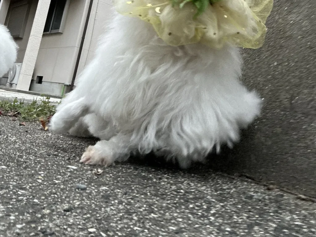 散歩中の犬