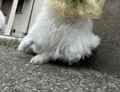 散歩中の犬