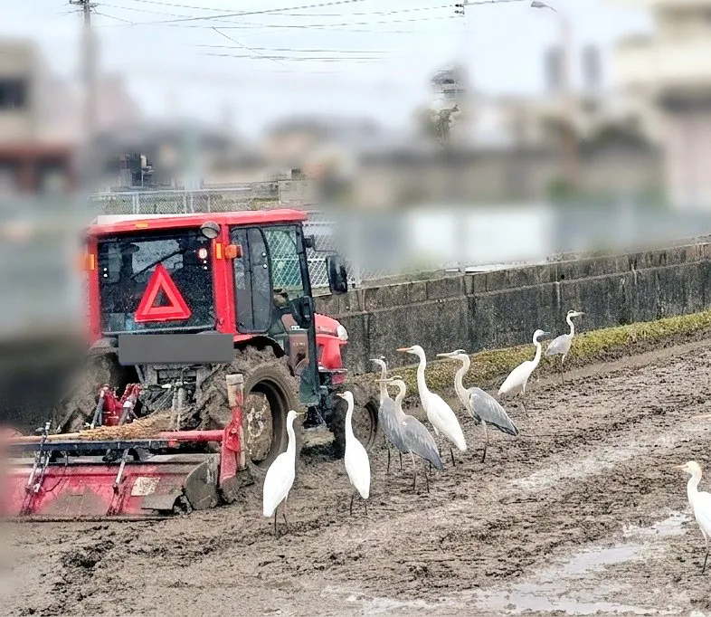 トラクターとシロサギ