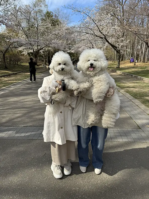 ビションフリーゼを抱っこする人の写真