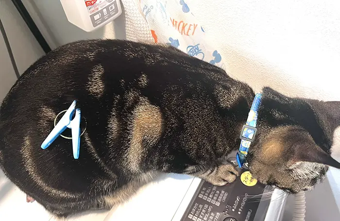 洗濯バサミがついた猫の写真