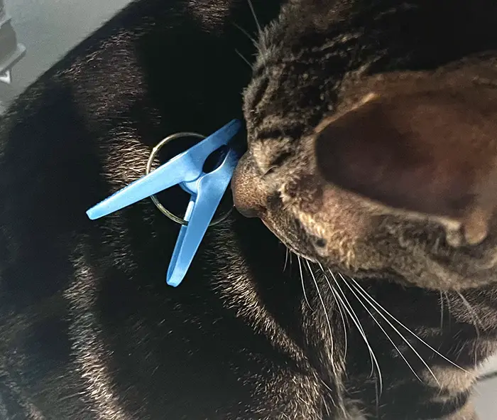 洗濯バサミがついた猫の写真
