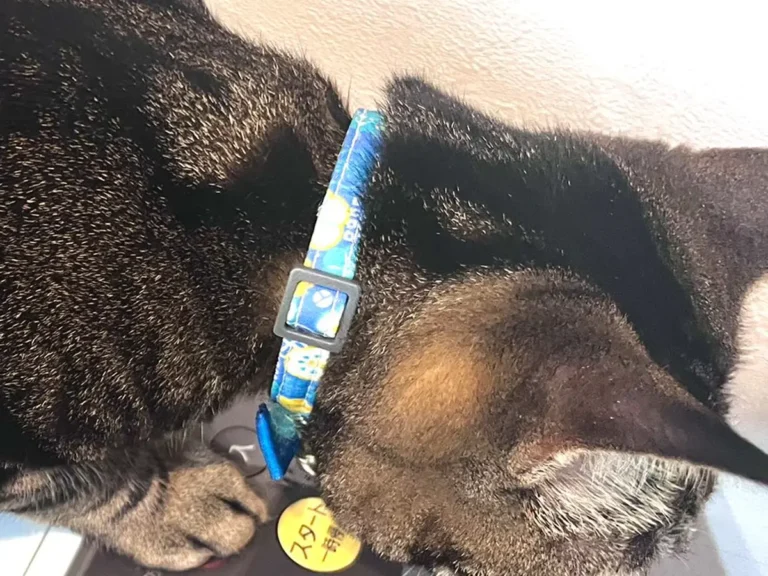 洗濯バサミがついた猫の写真