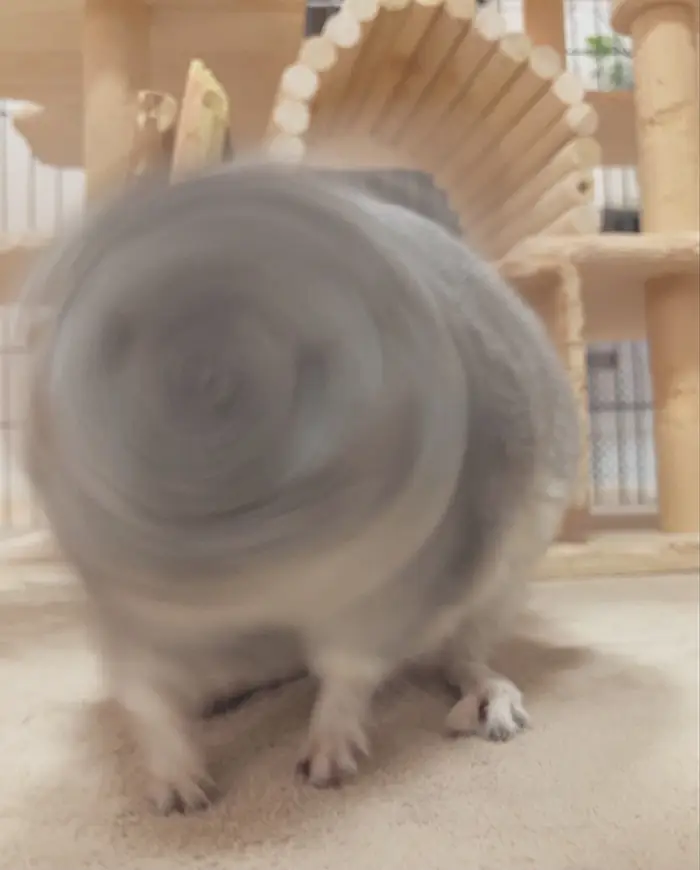 回転するチンチラ