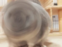 回転するチンチラ