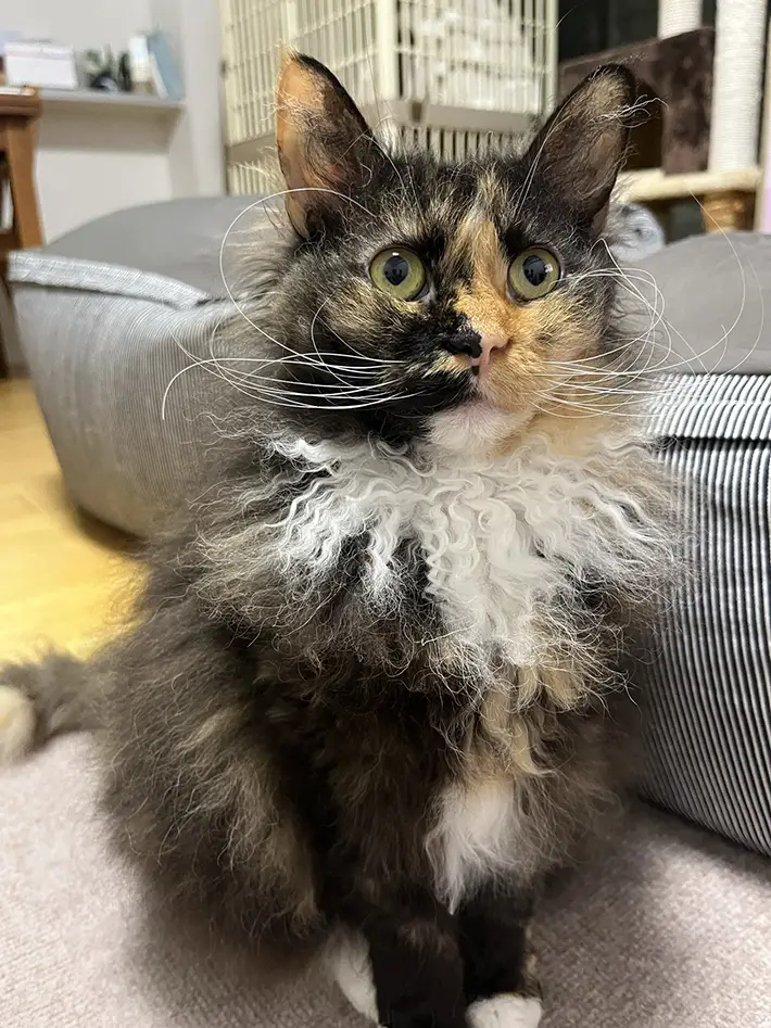 立派なヒゲと襟がついたラパーム猫