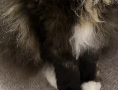 立派なヒゲと襟がついたラパーム猫