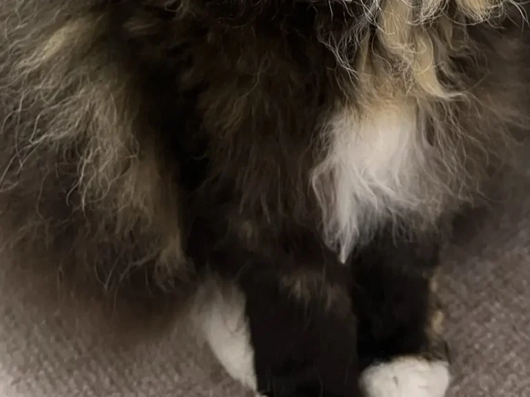 立派なヒゲと襟がついたラパーム猫