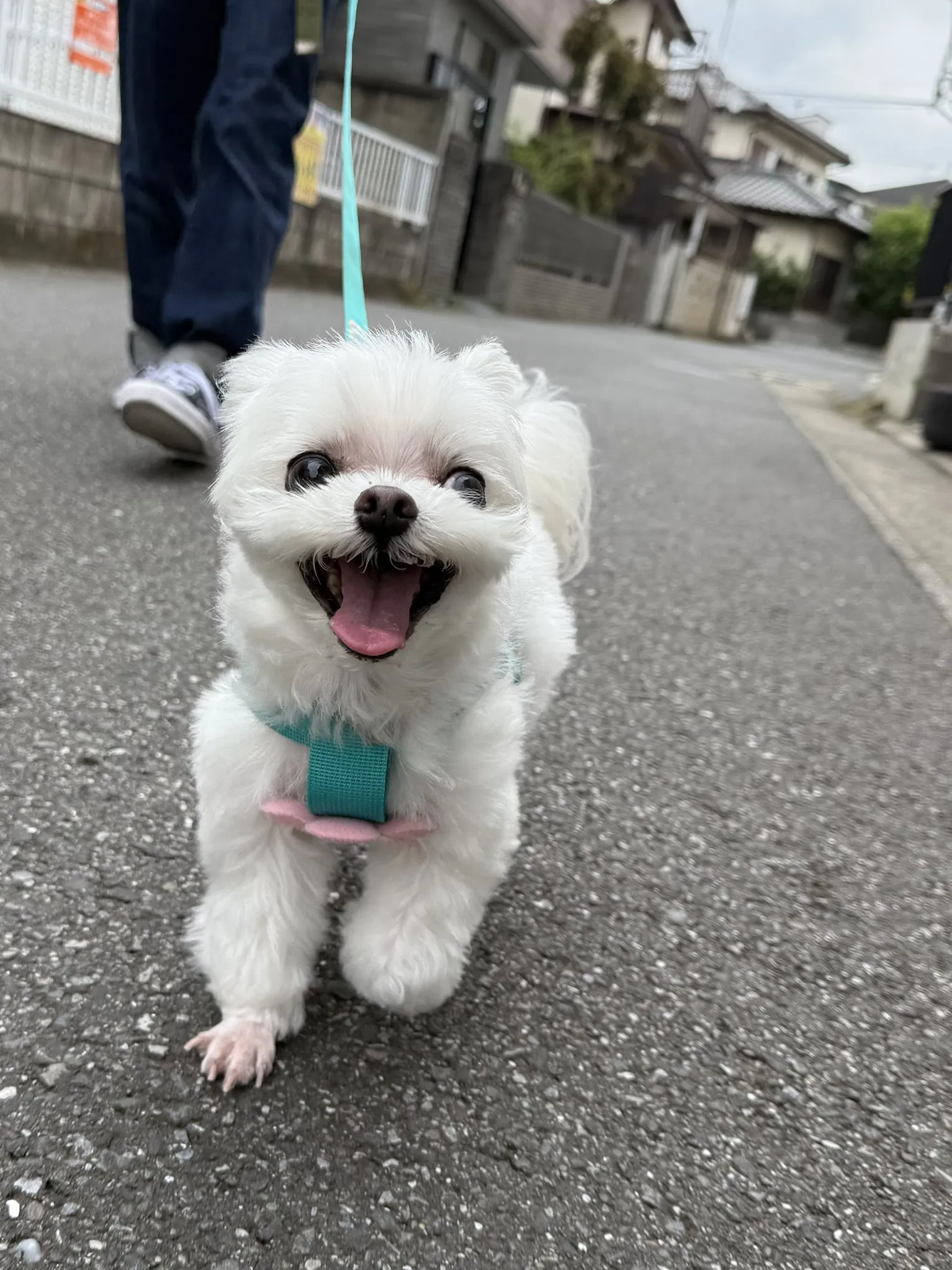 散歩中の犬
