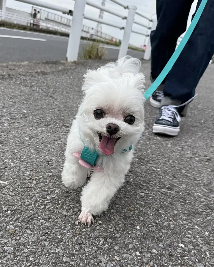 散歩中の犬