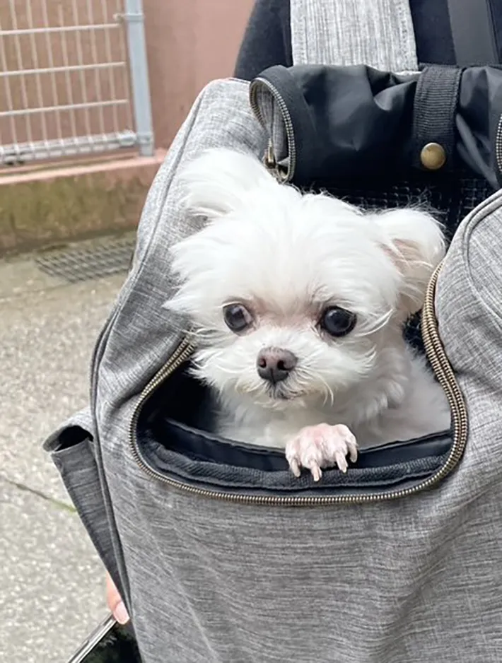 散歩中の犬