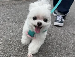 散歩中の犬