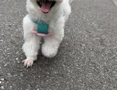散歩中の犬