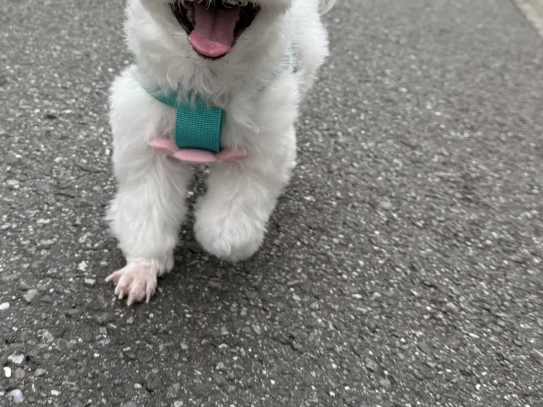 散歩中の犬